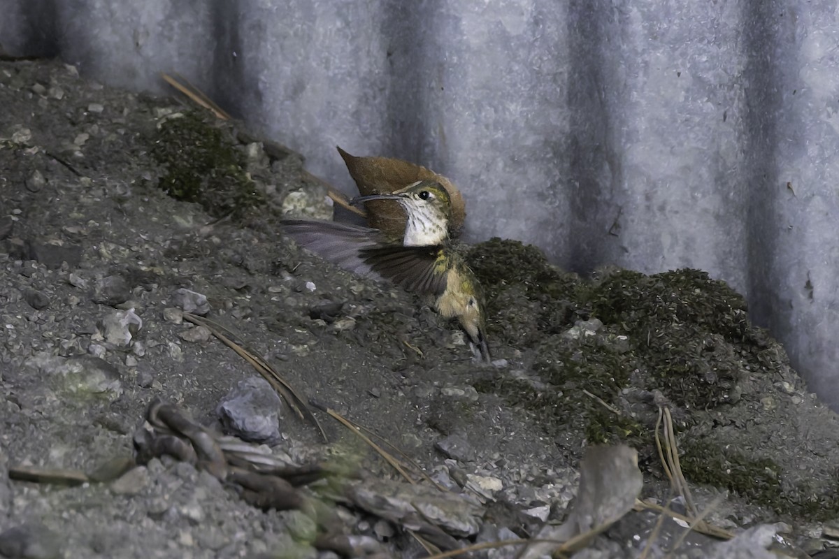 Calliope Hummingbird - ML637478918