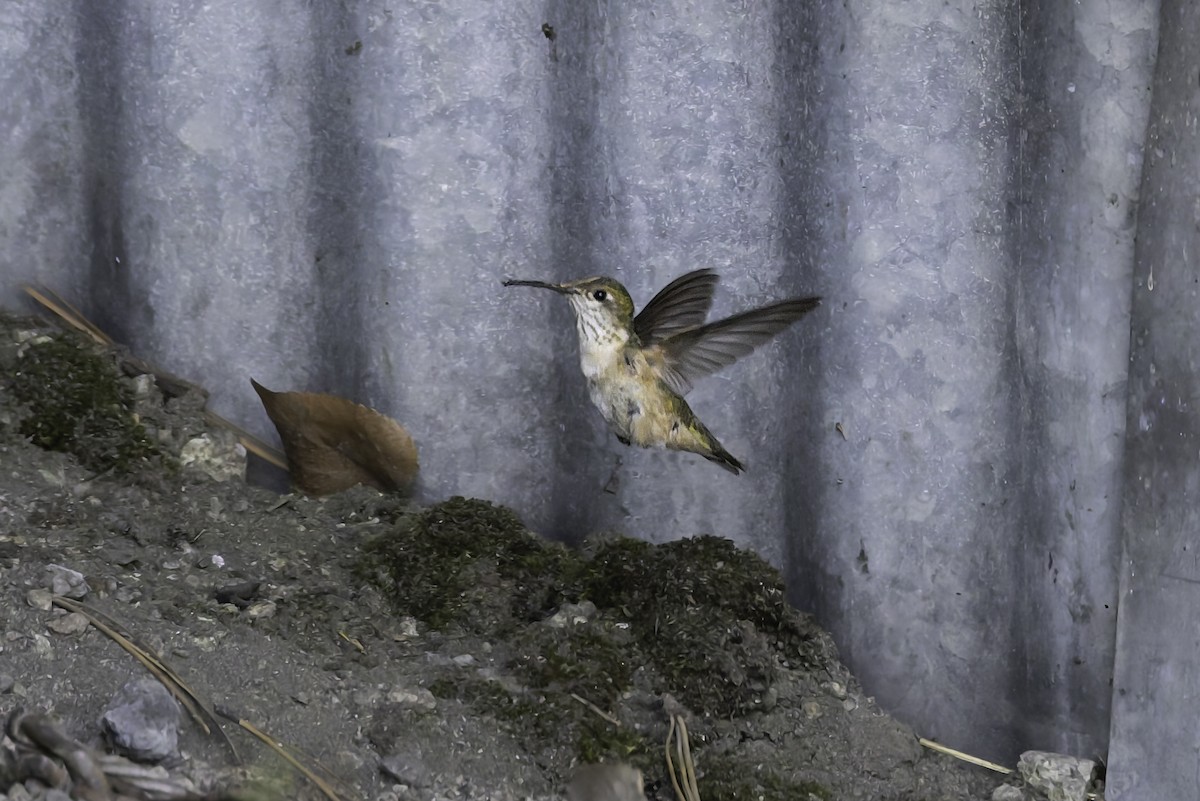 Calliope Hummingbird - ML637478919