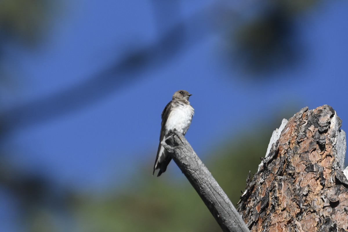 Northern Rough-winged Swallow - ML637478940