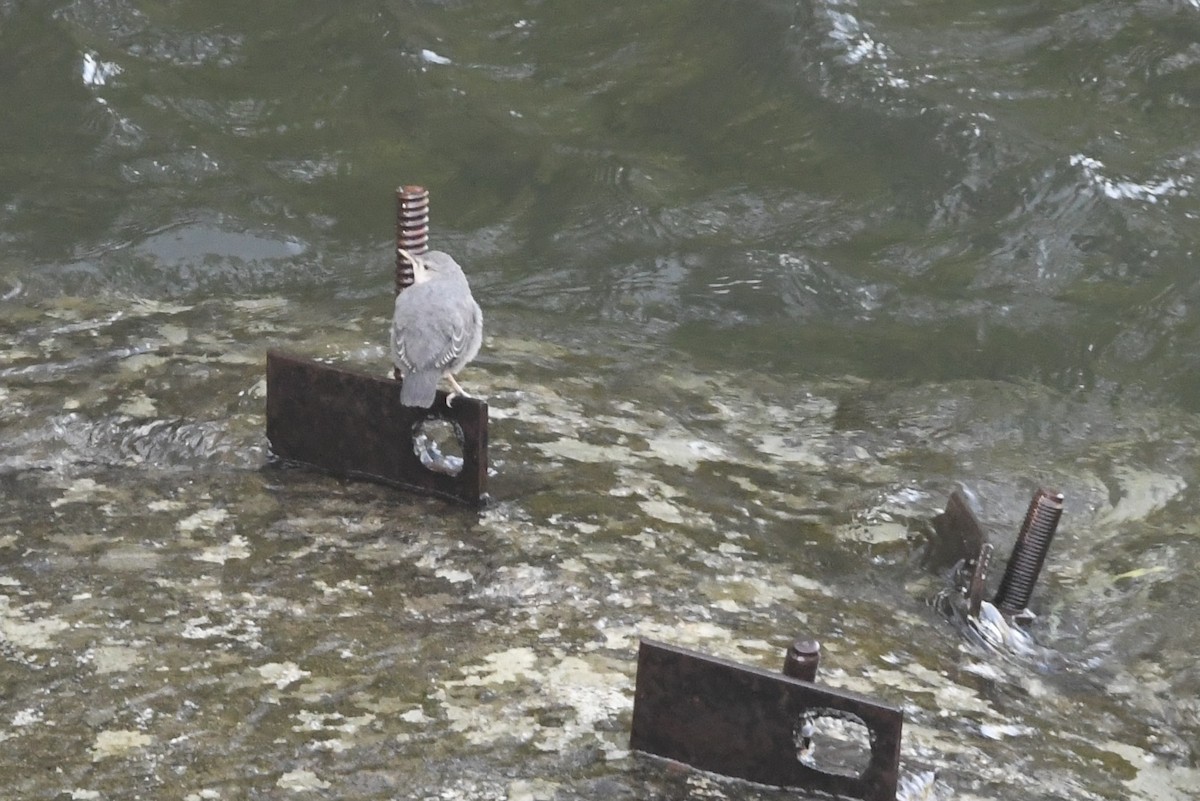 American Dipper - ML637478991