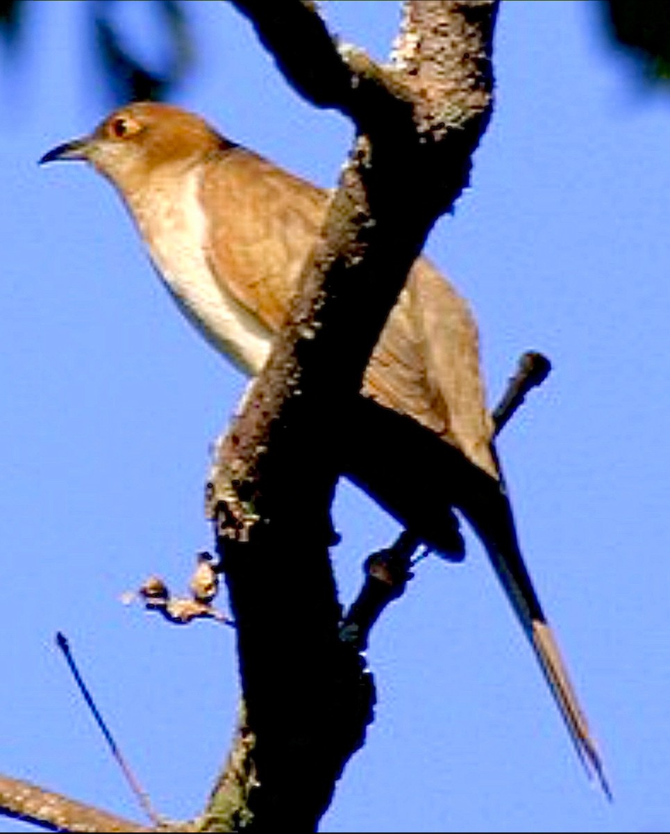 Black-billed Cuckoo - ML637479026
