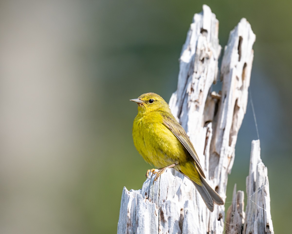 Orangefleck-Waldsänger - ML637479031