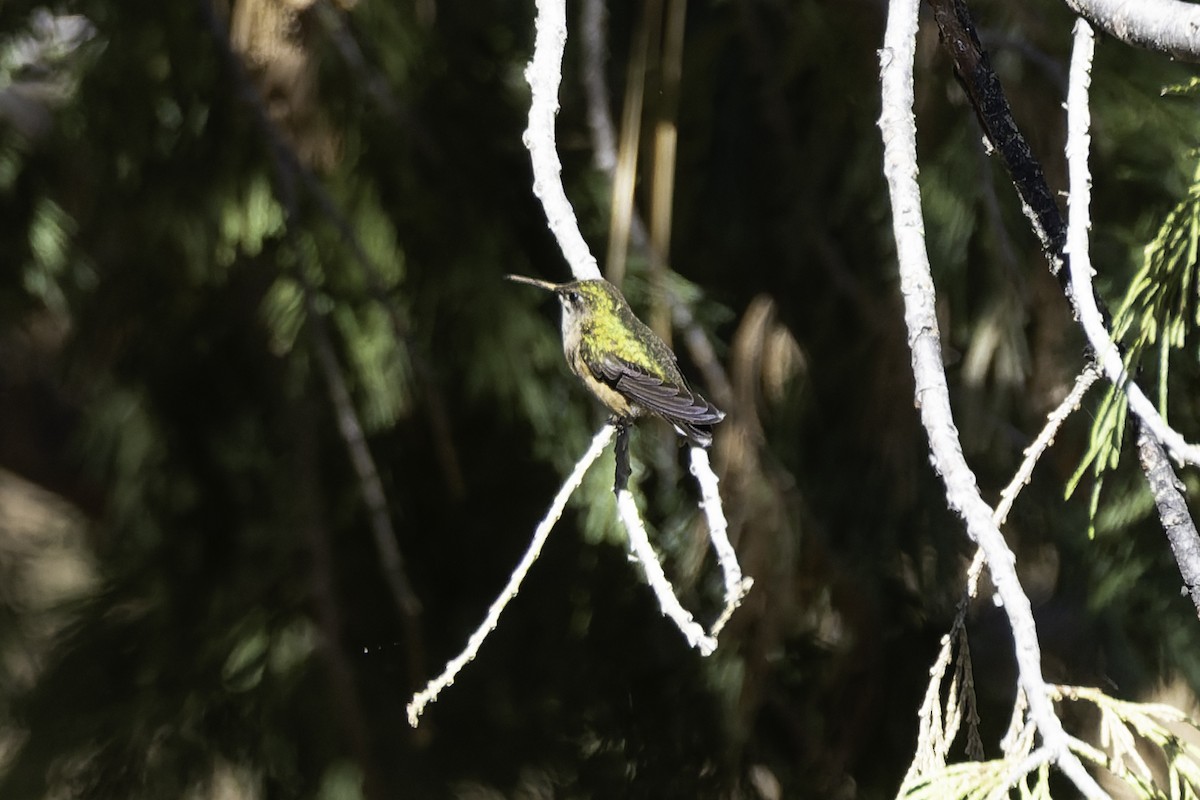 Calliope Hummingbird - ML637479033