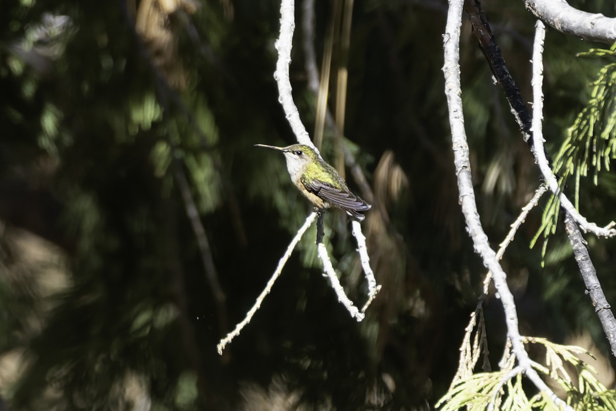 Calliope Hummingbird - ML637479034
