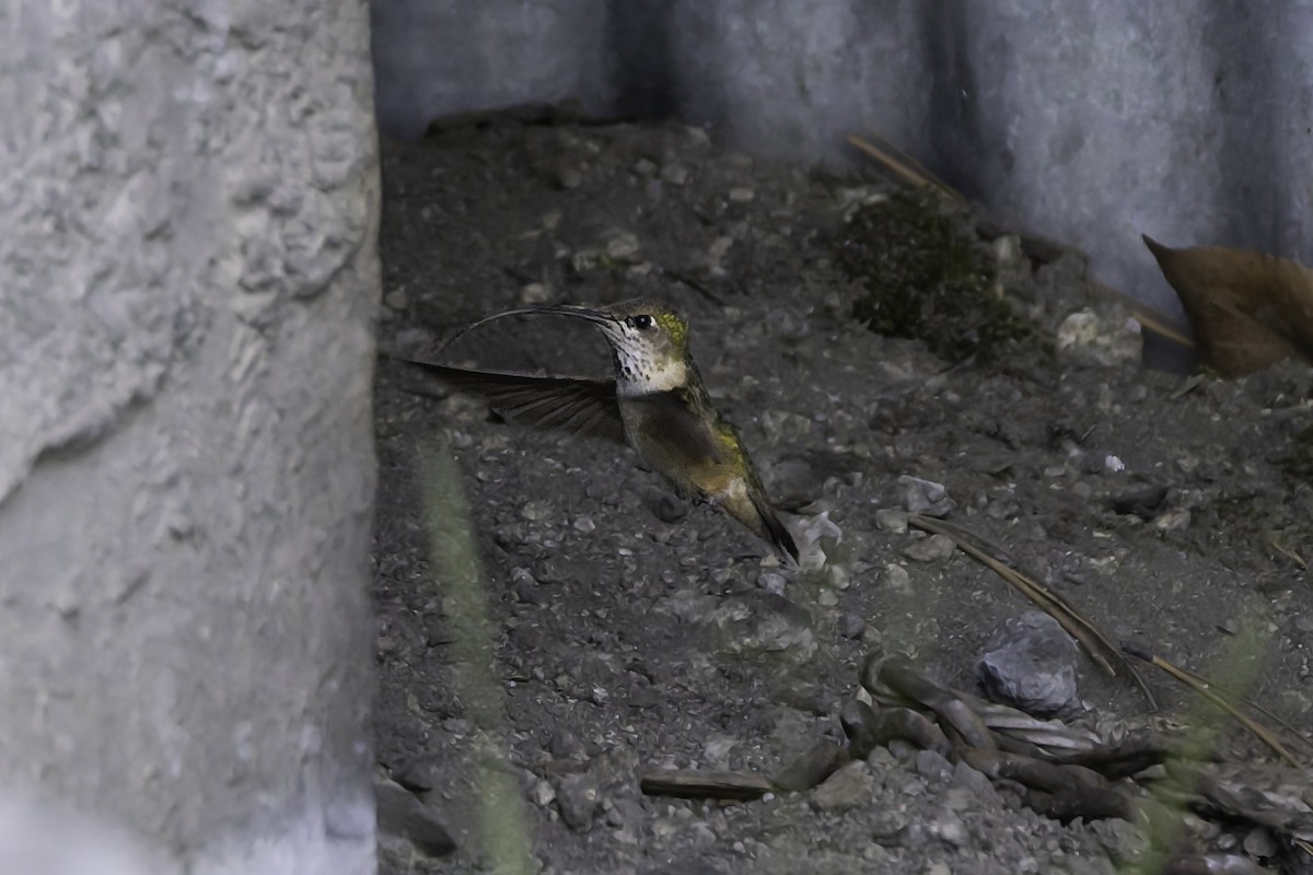 Calliope Hummingbird - ML637479158