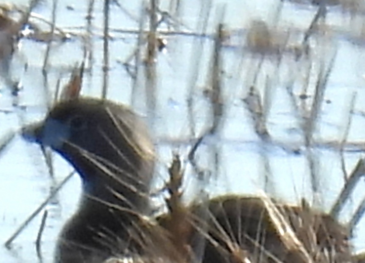 Pied-billed Grebe - ML637479161
