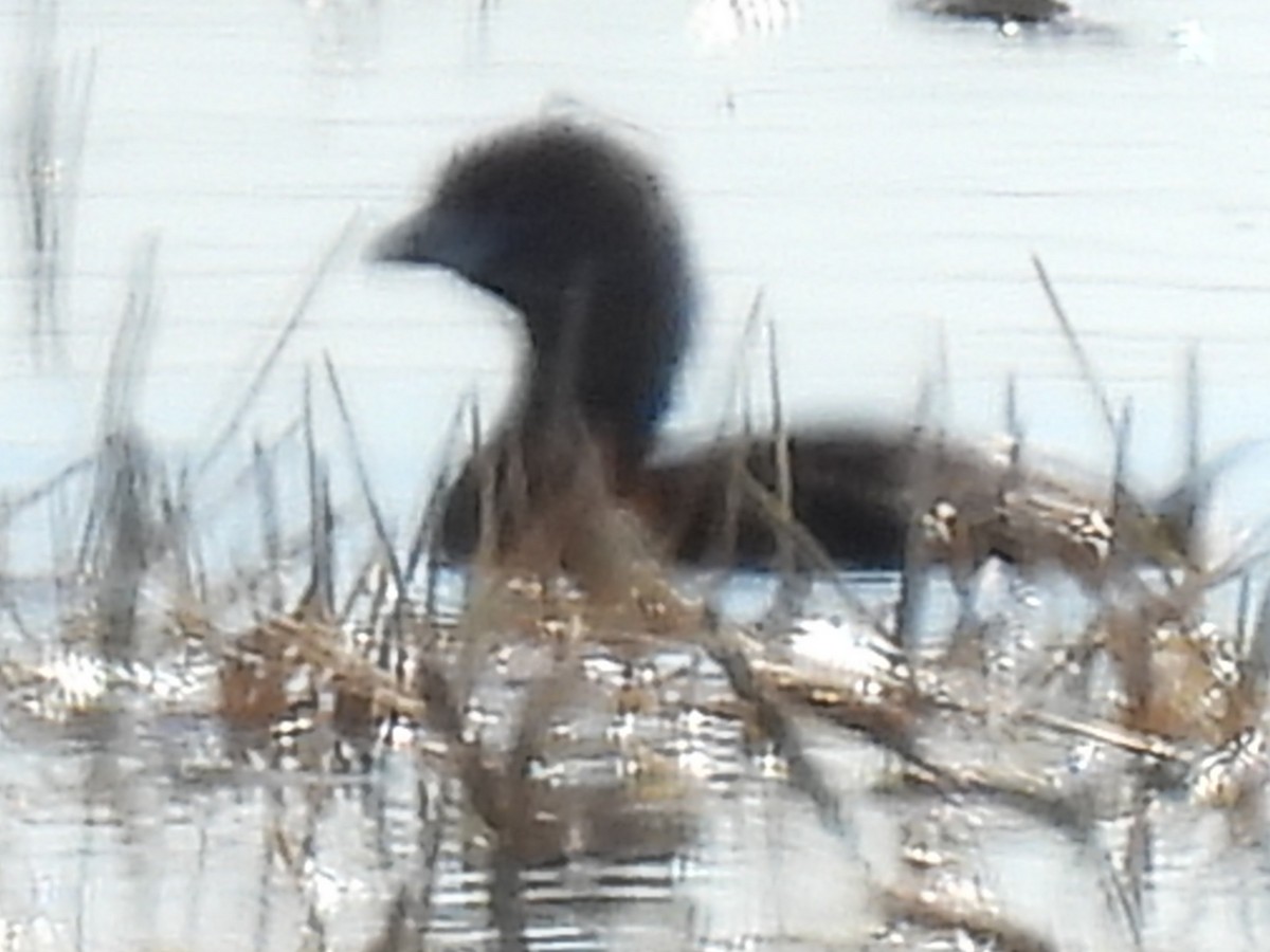 Pied-billed Grebe - ML637479162