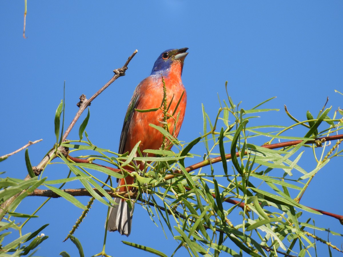 Painted Bunting - ML637479193