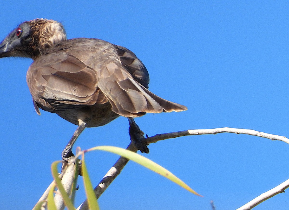 Helmeted Friarbird - ML637479240