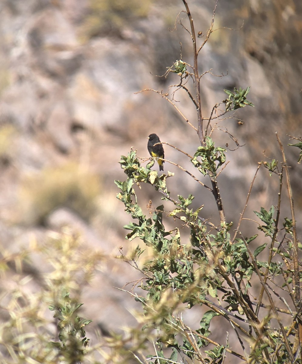 Black Siskin - ML637479243