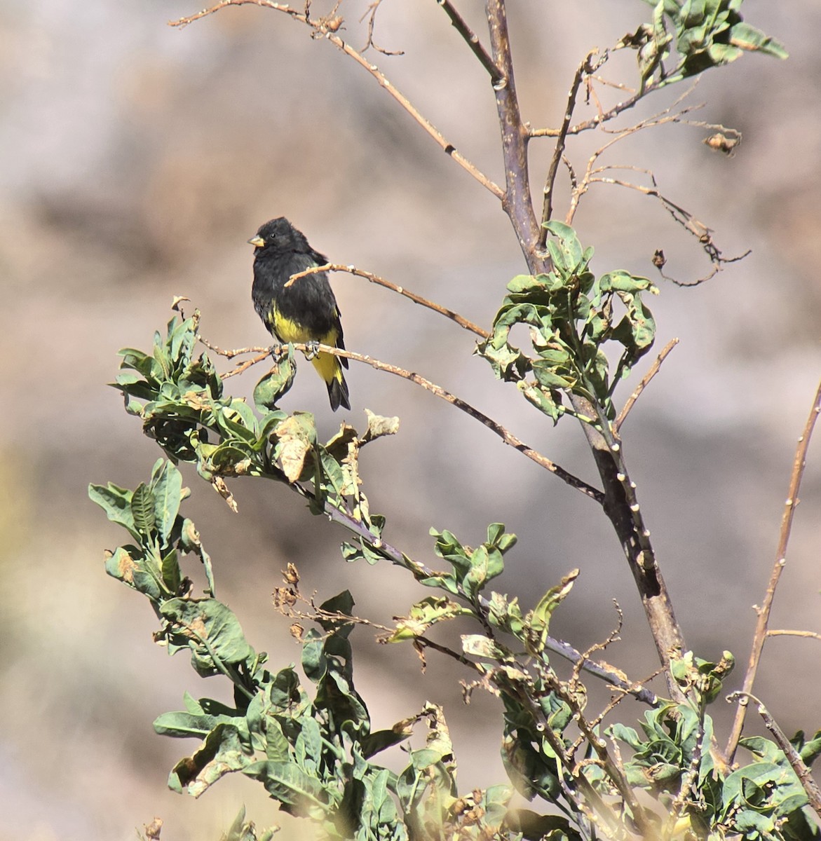 Black Siskin - ML637479244