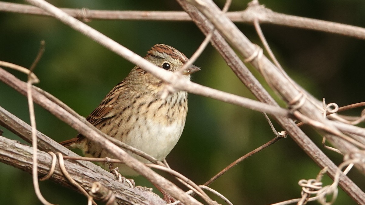 Lincoln's Sparrow - ML637479254