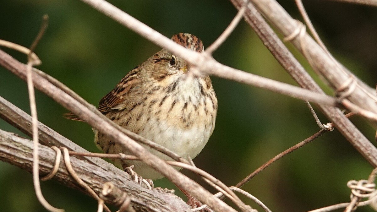 Lincoln's Sparrow - ML637479255