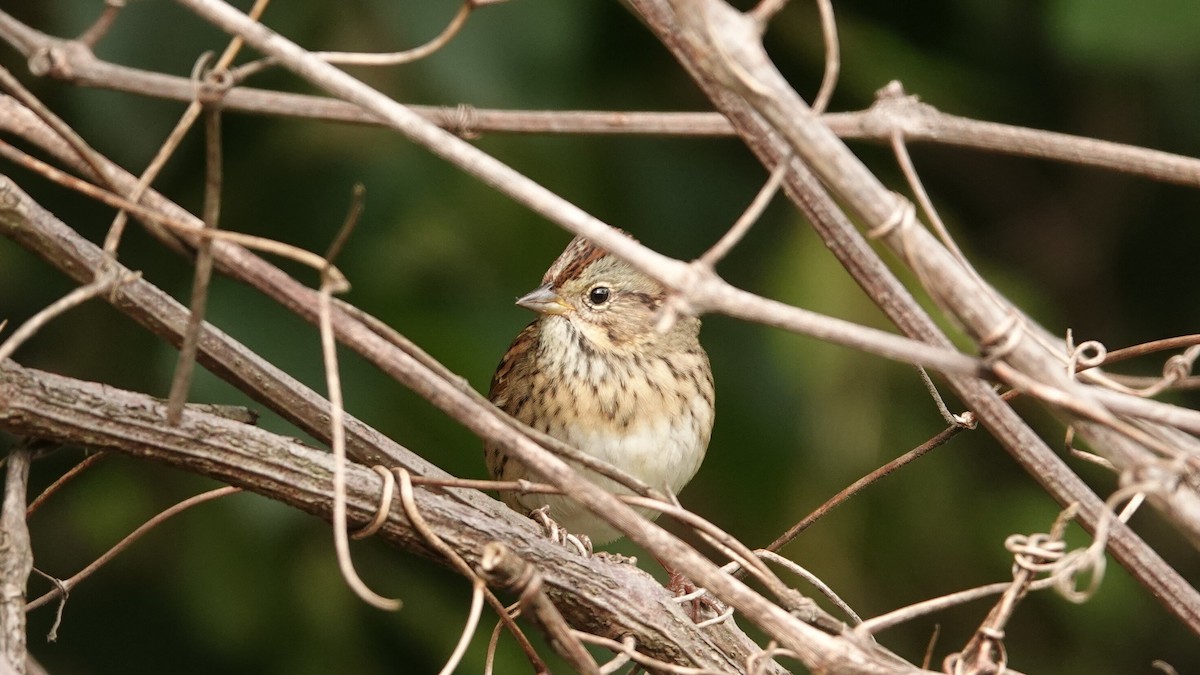 Lincoln's Sparrow - ML637479256