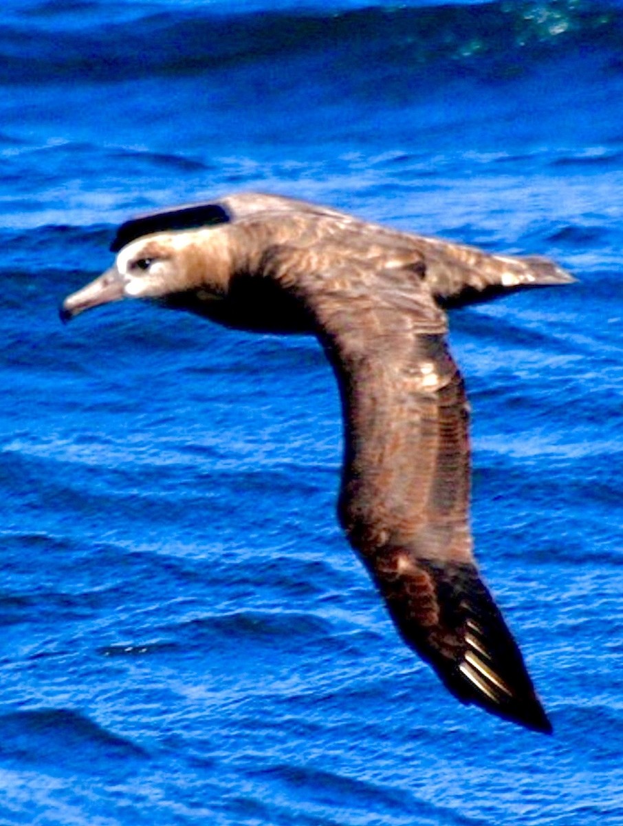 Black-footed Albatross - ML637479313