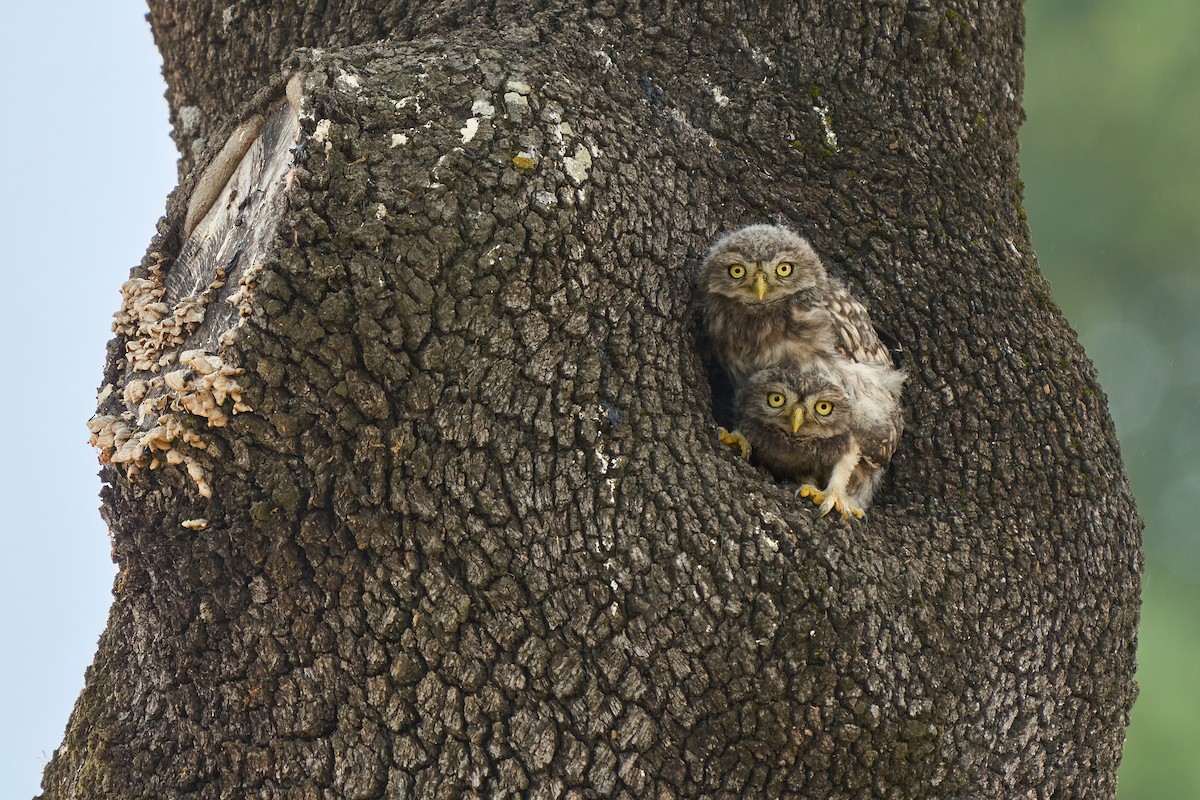 Little Owl - ML637479321