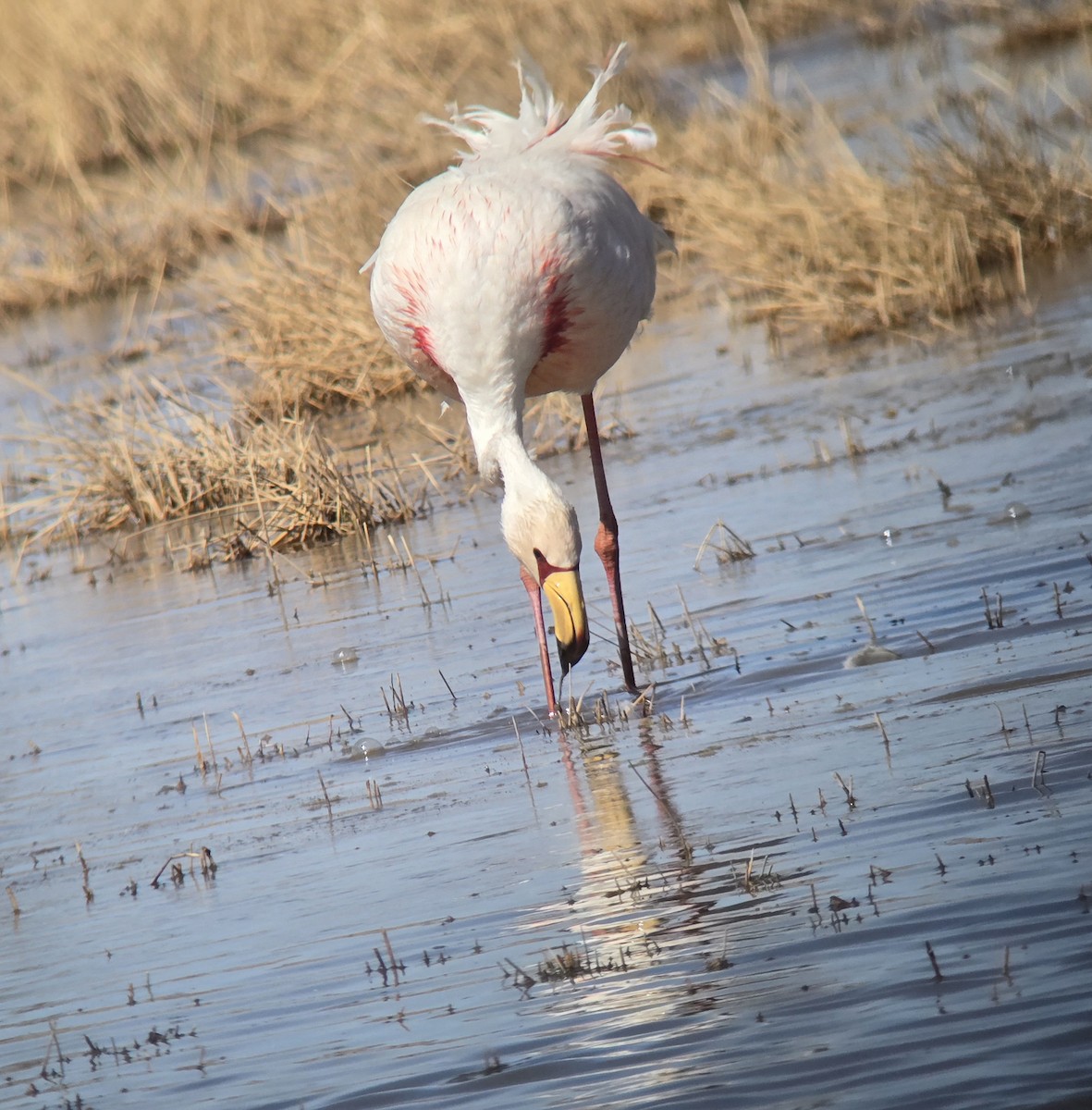 James's Flamingo - ML637479341