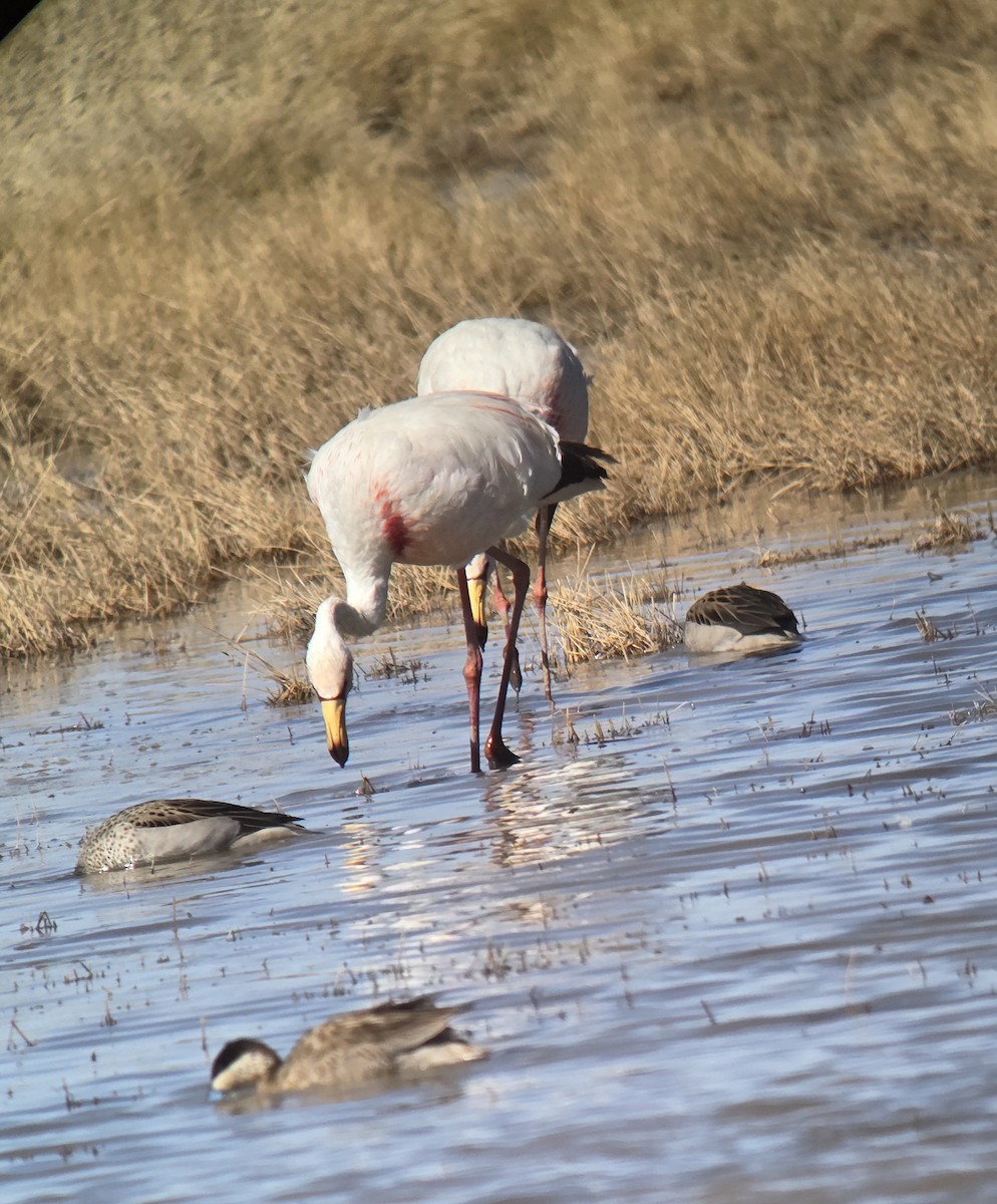 James's Flamingo - ML637479342