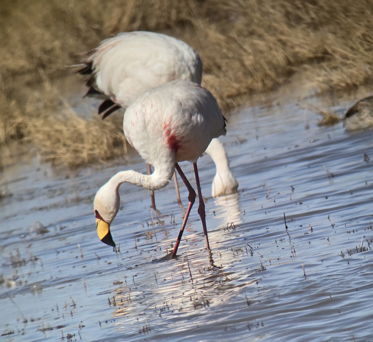 James's Flamingo - ML637479343