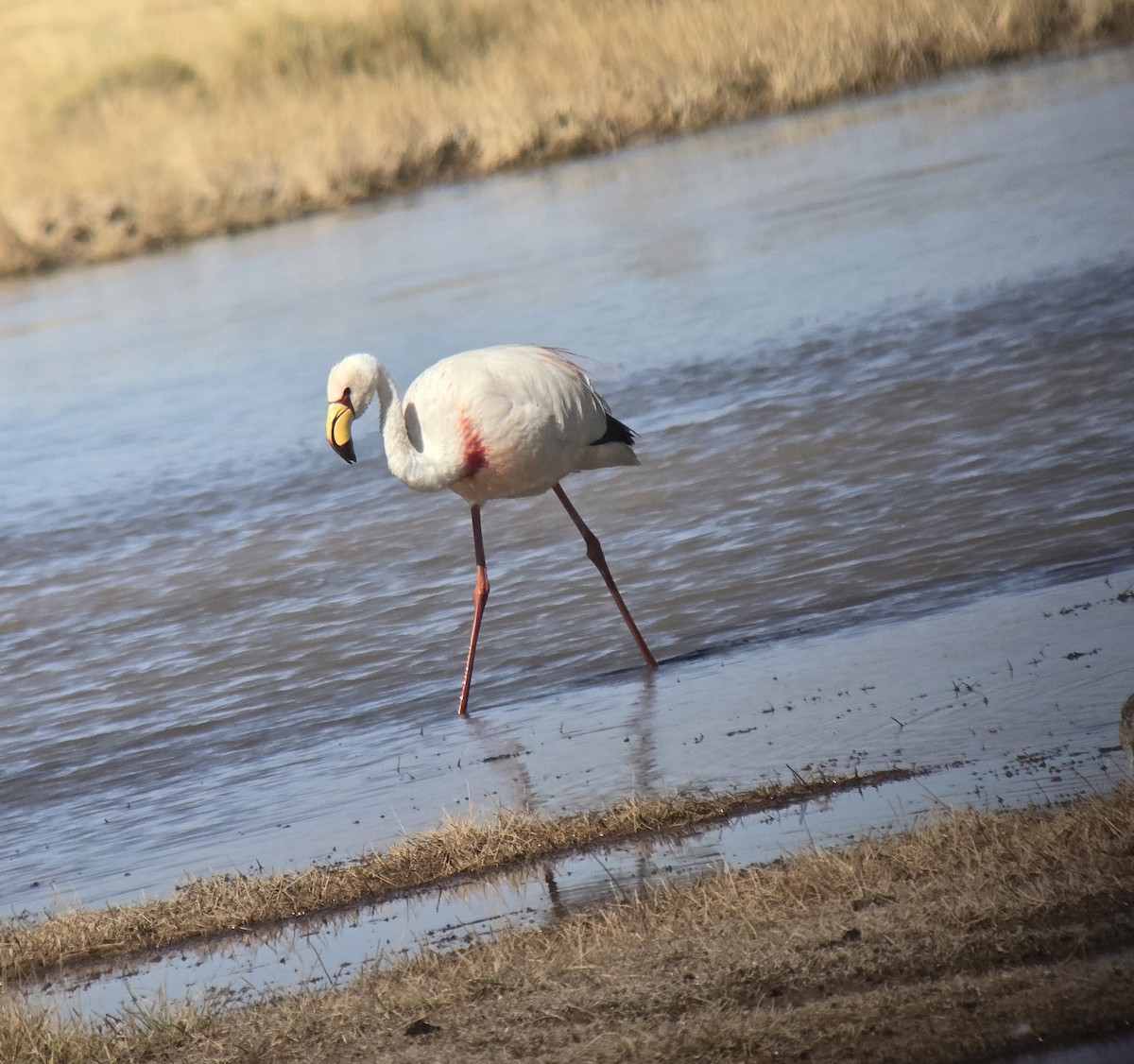 James's Flamingo - ML637479344