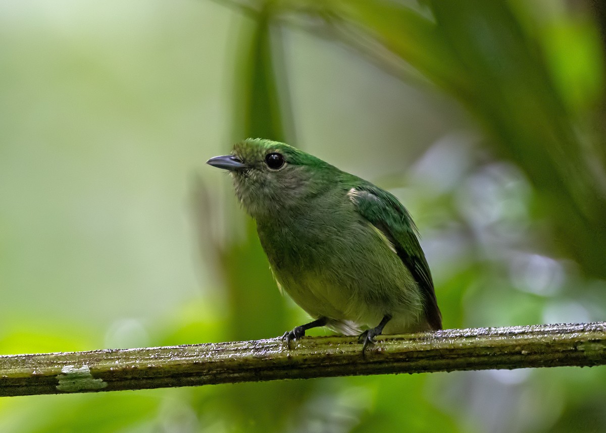 Velvety Manakin - ML637479365