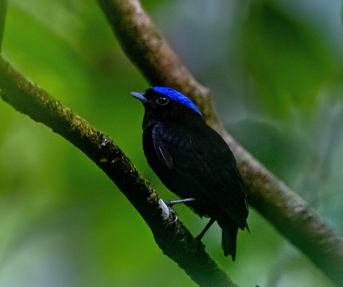 Velvety Manakin - ML637479366