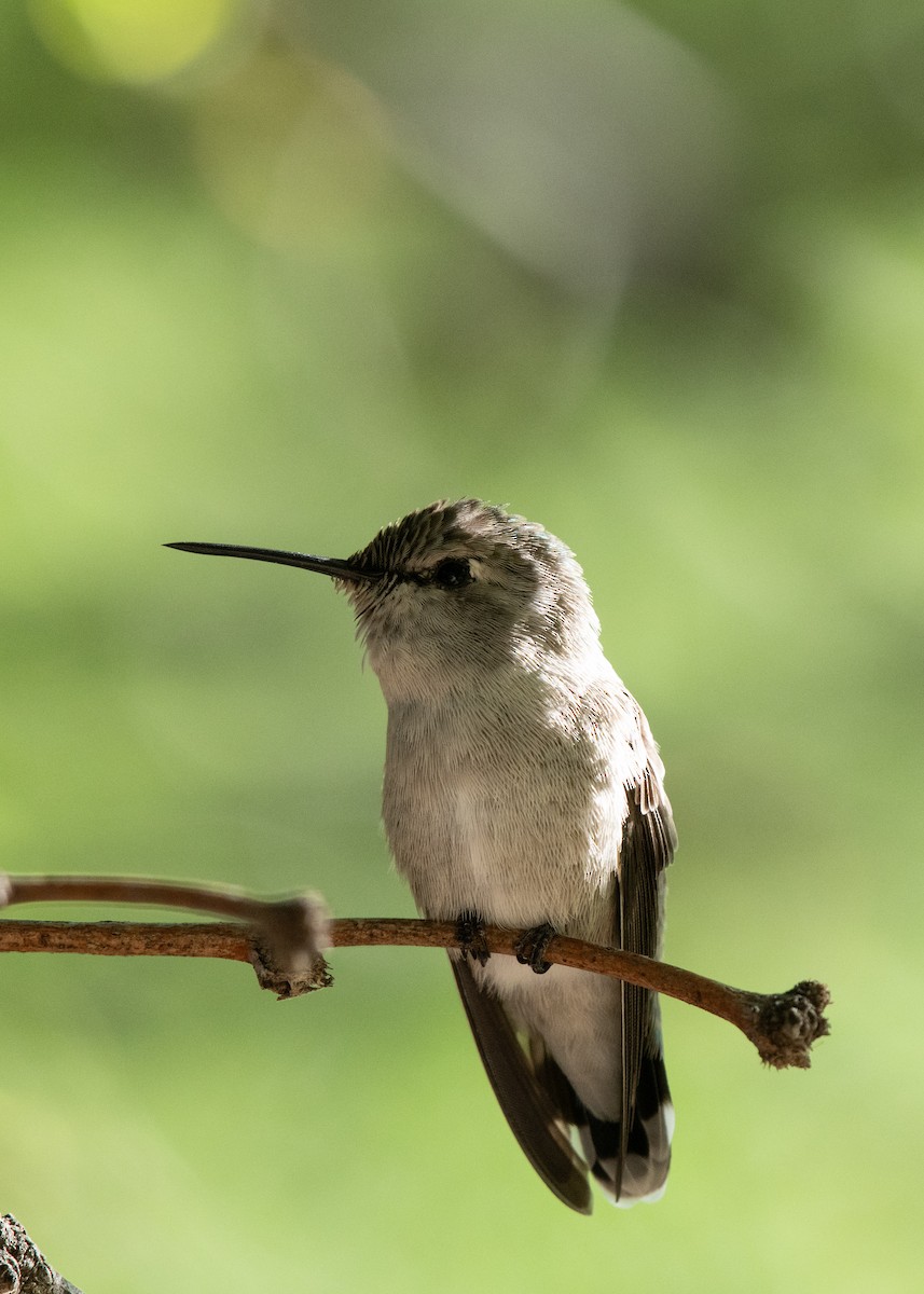 Costa's Hummingbird - ML637479380
