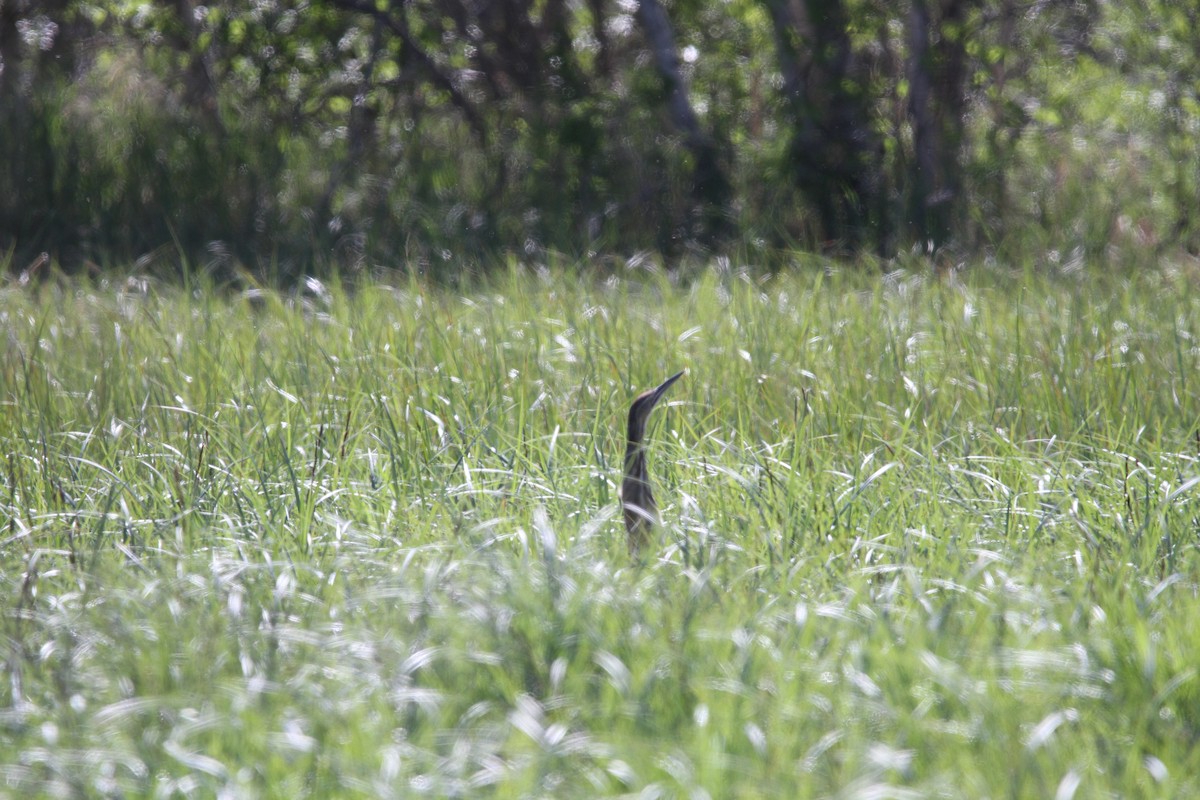 American Bittern - ML637479406