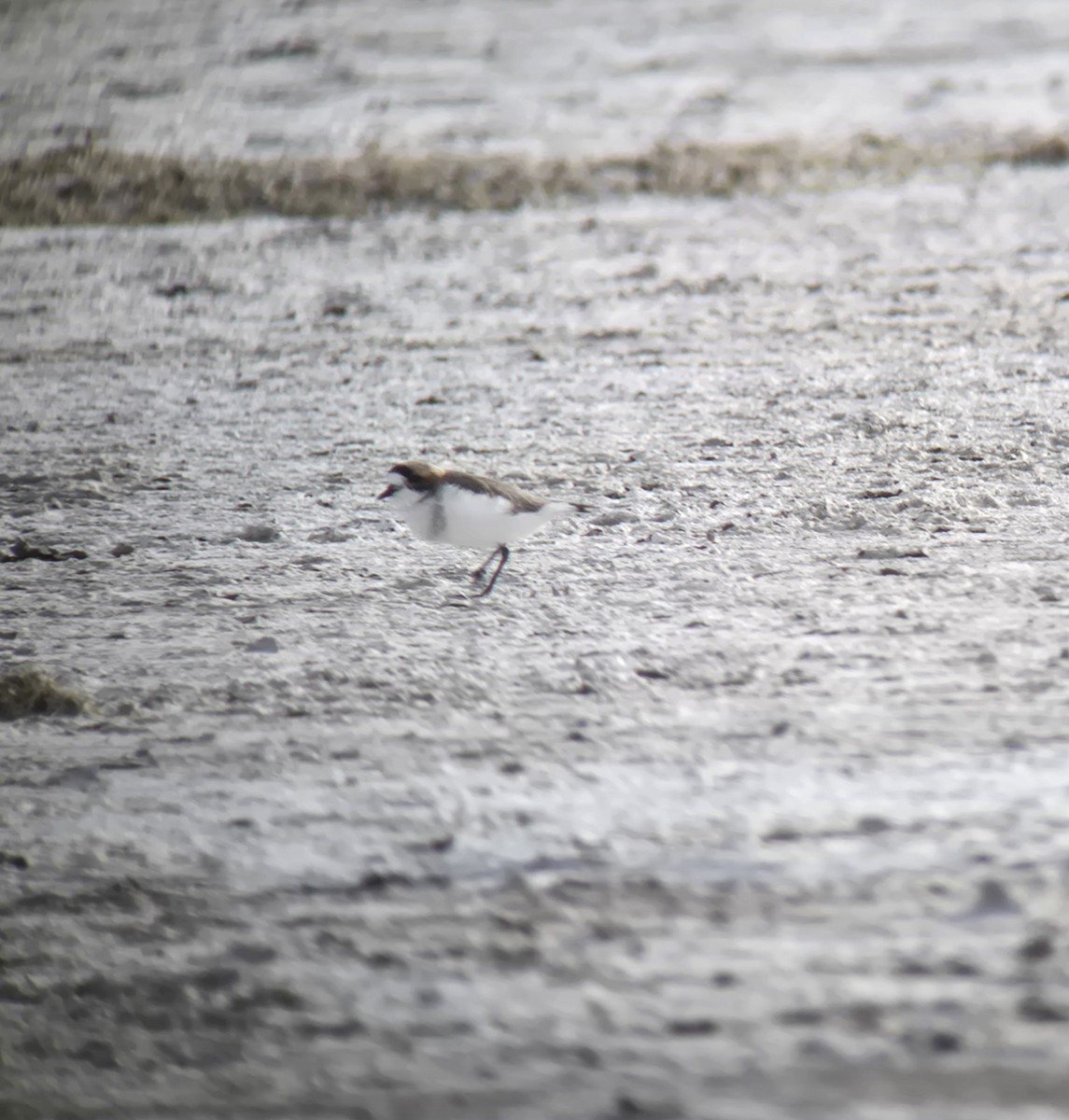 Puna Plover - ML637479425