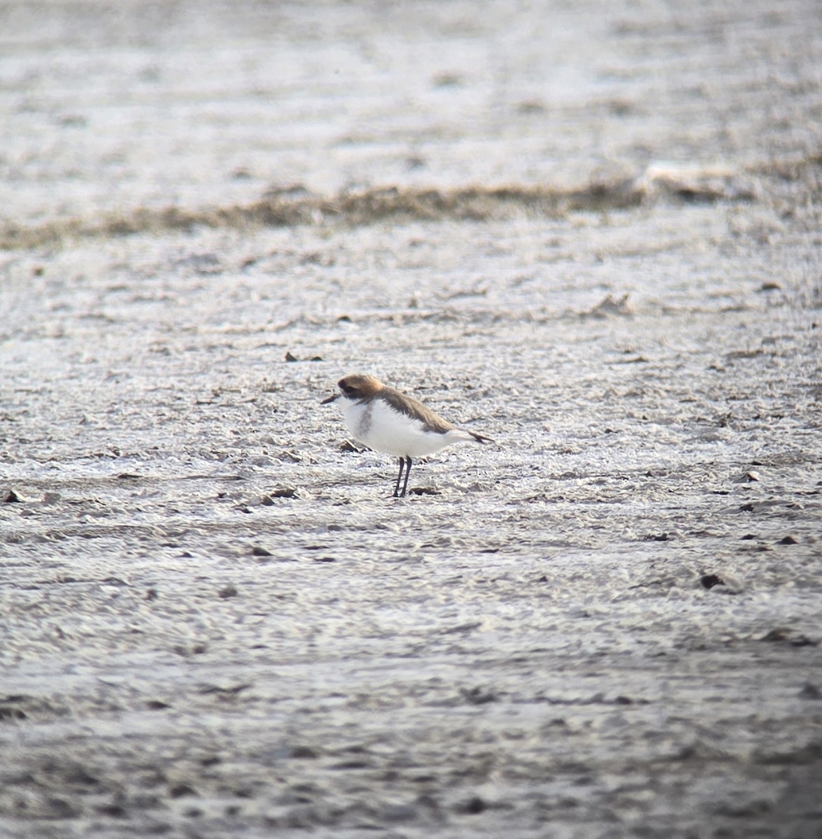 Puna Plover - ML637479426