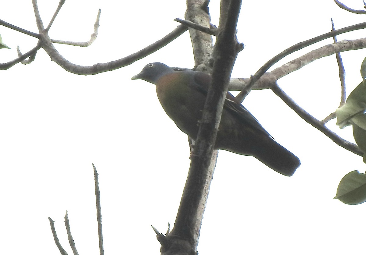 Little Green-Pigeon - ML637479432