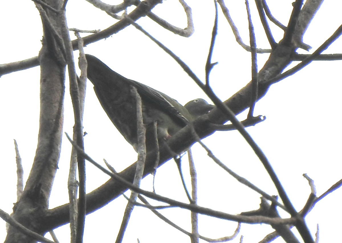 Little Green-Pigeon - ML637479433