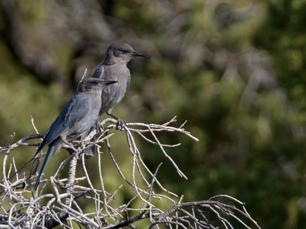 Pinyon Jay - ML637479438