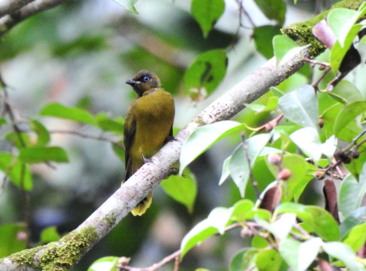 Black-headed Bulbul - ML637479539
