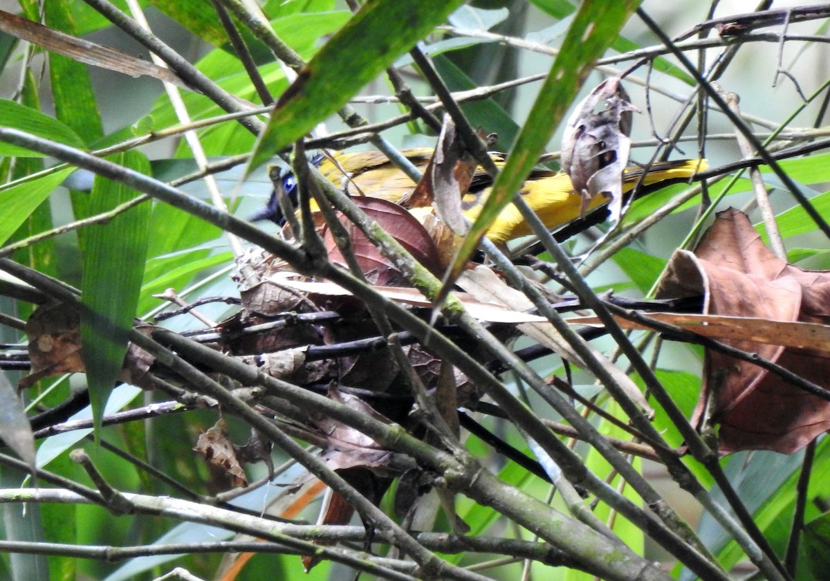 Black-headed Bulbul - ML637479542