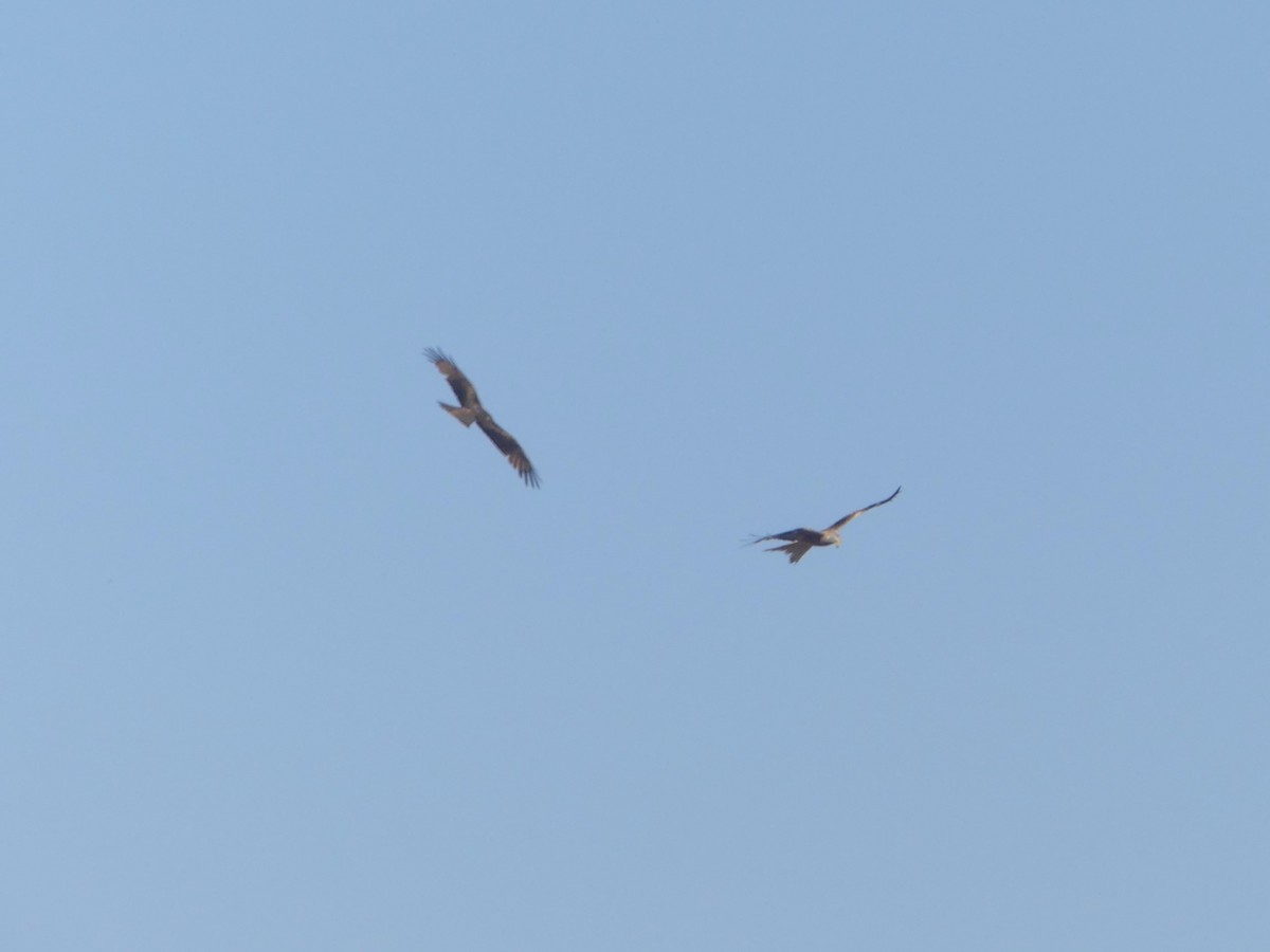 Red Kite - ML637479546