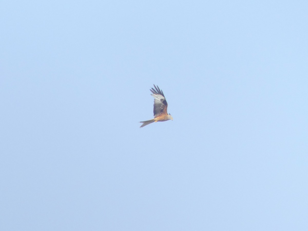 Red Kite - ML637479547