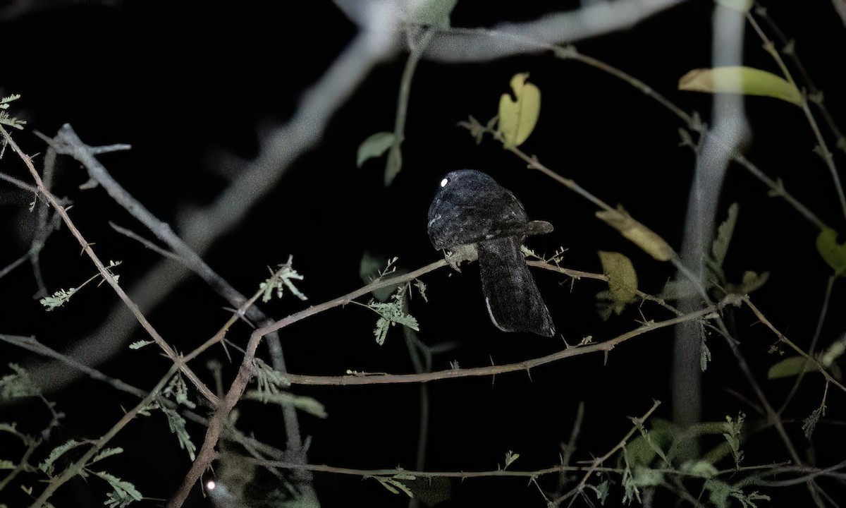 Plain Nightjar - ML637479578