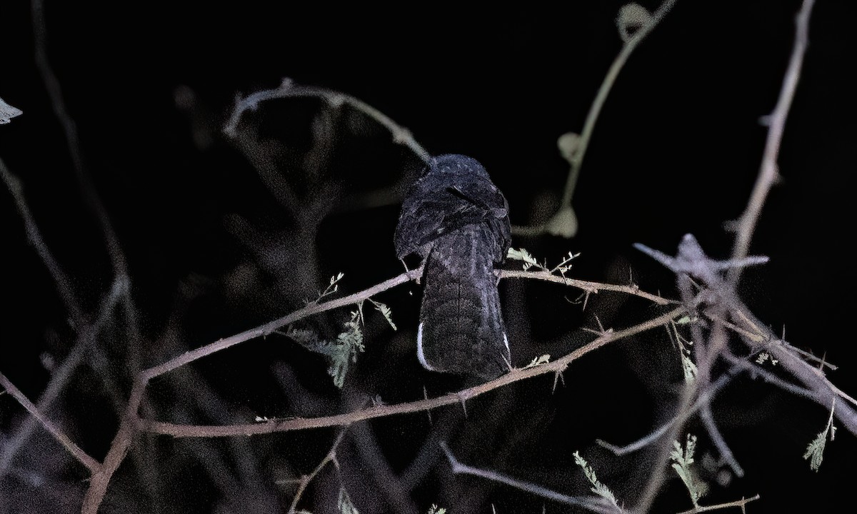 Plain Nightjar - ML637479579