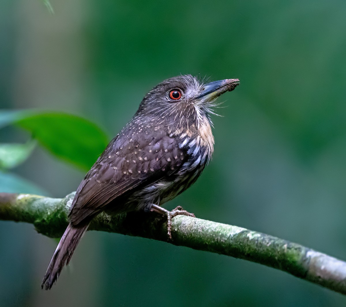 White-whiskered Puffbird - ML637479588
