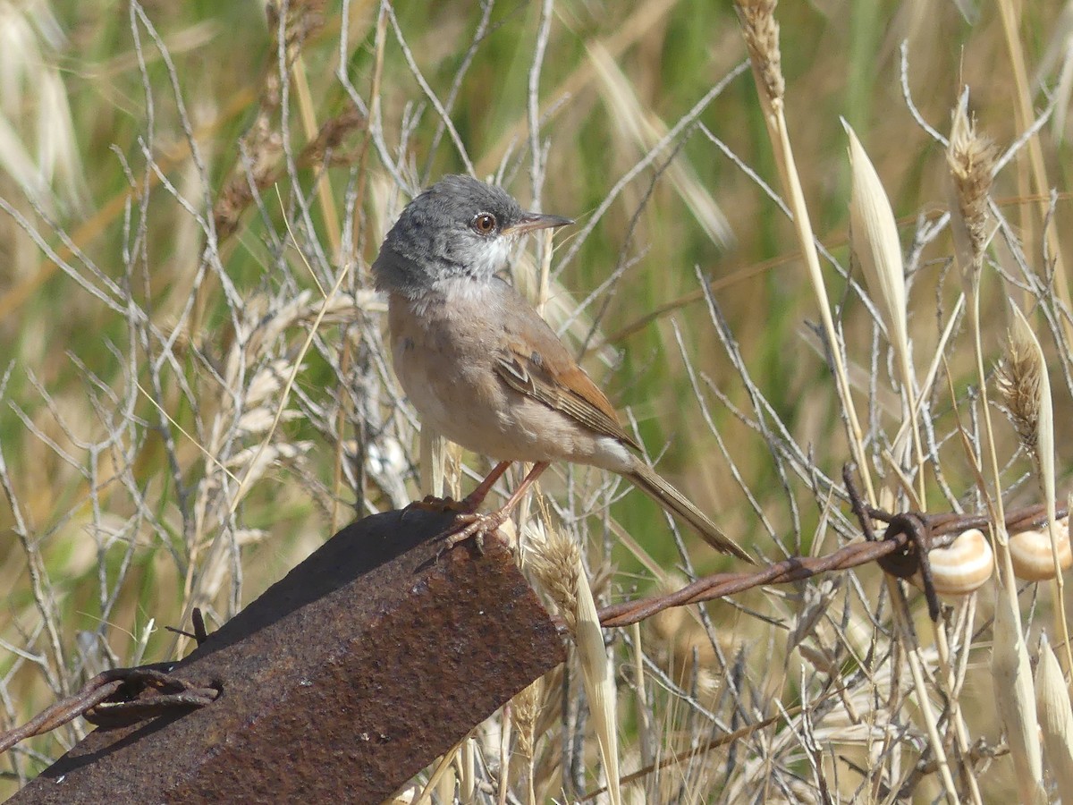 Spectacled Warbler - ML637479604