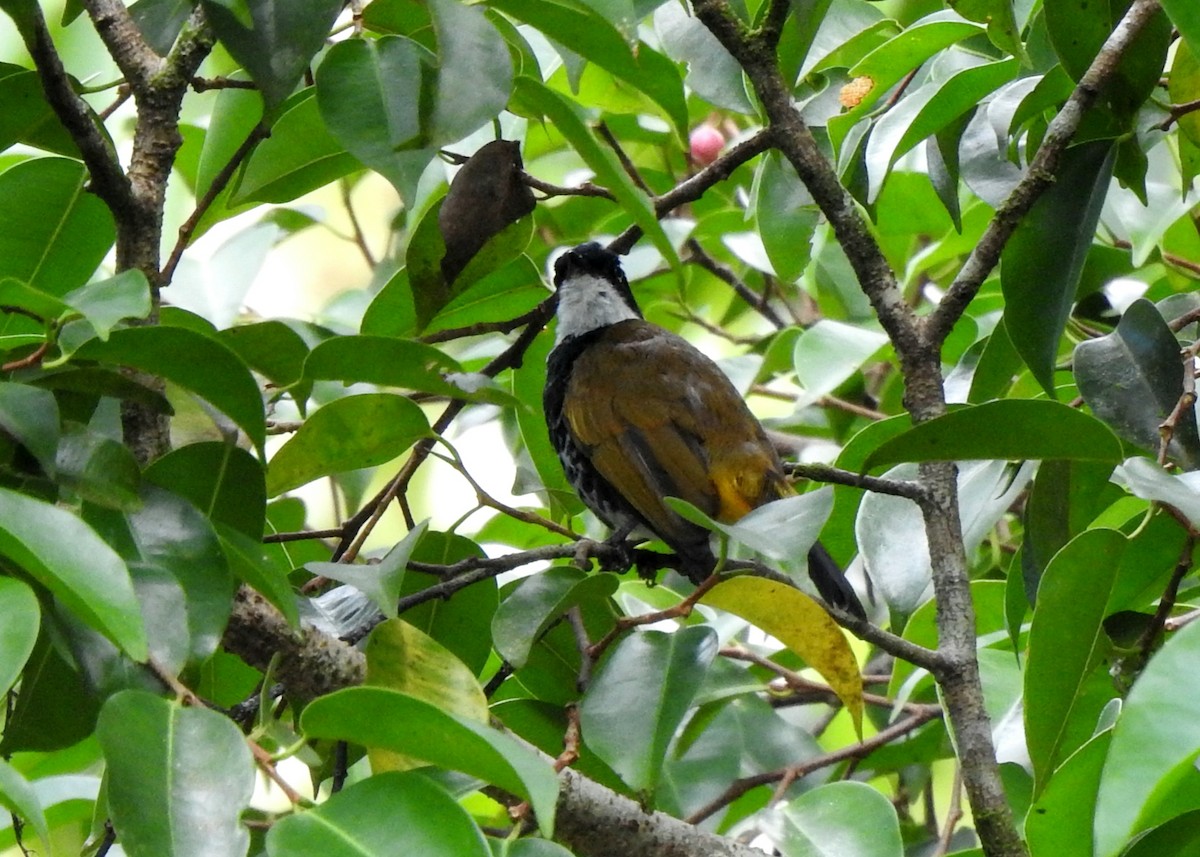 Scaly-breasted Bulbul - ML637479615