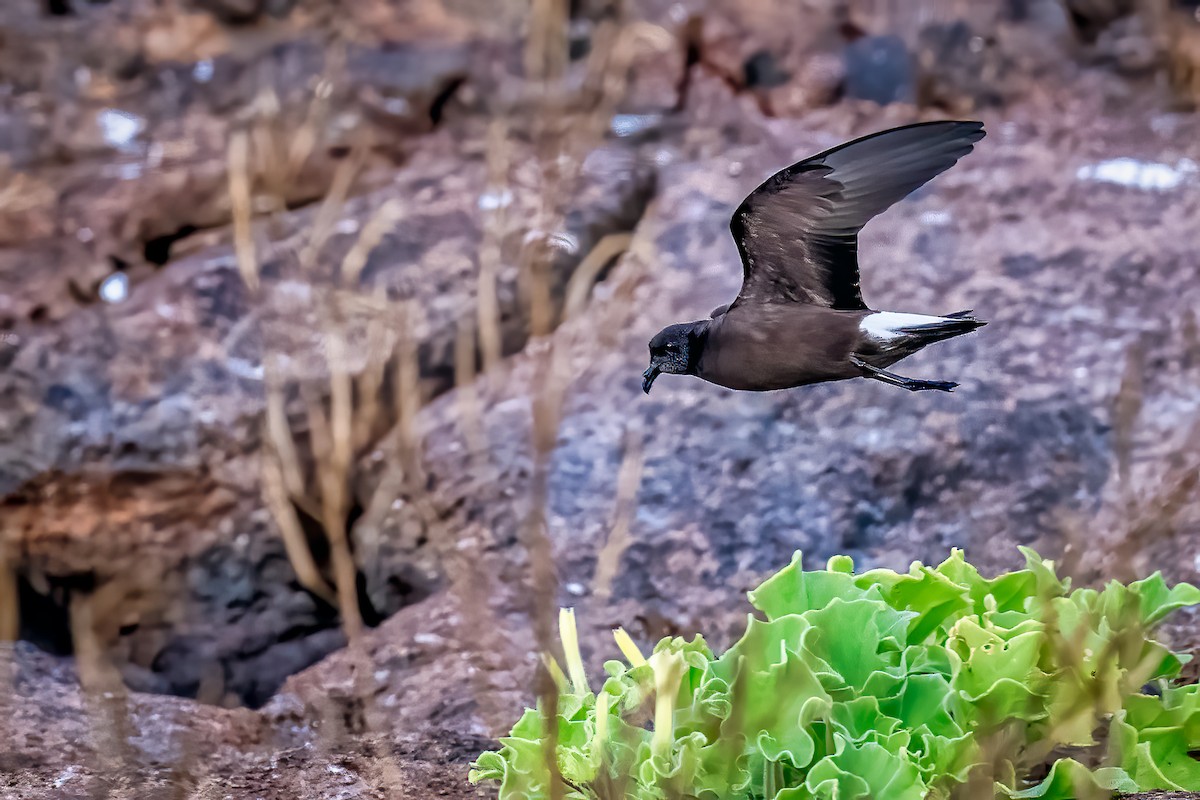 Wedge-rumped Storm-Petrel - ML637479703