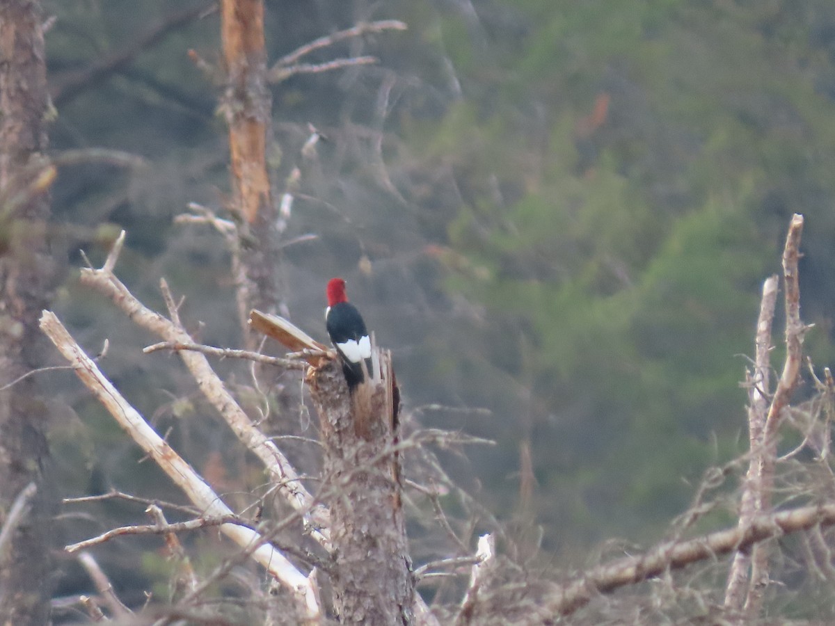 Red-headed Woodpecker - ML637479742