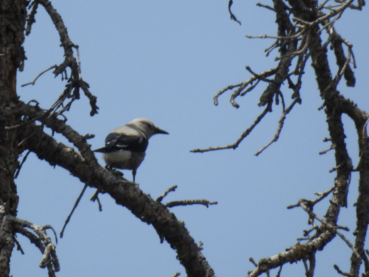 Clark's Nutcracker - ML637479761