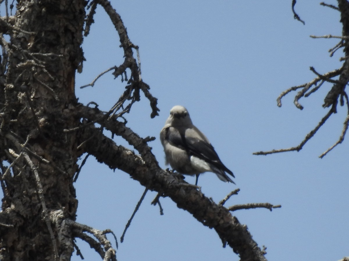 Clark's Nutcracker - ML637479762