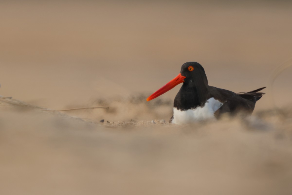 American Oystercatcher - ML637479769