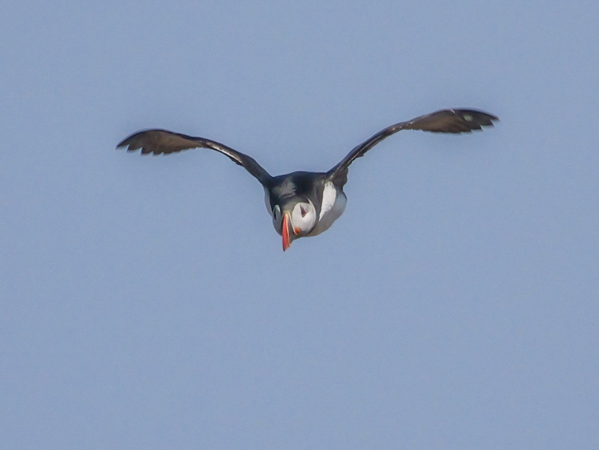 Atlantic Puffin - ML637479787