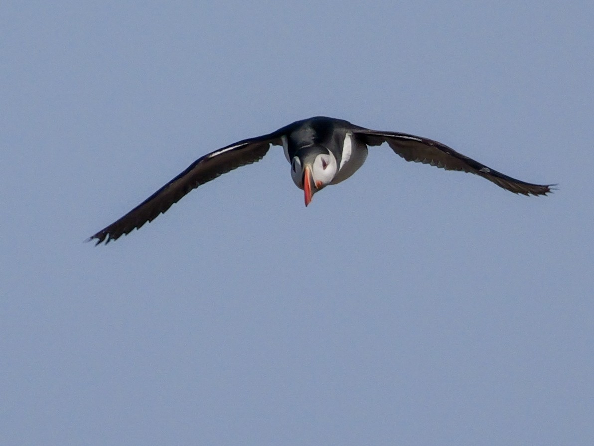 Atlantic Puffin - ML637479789