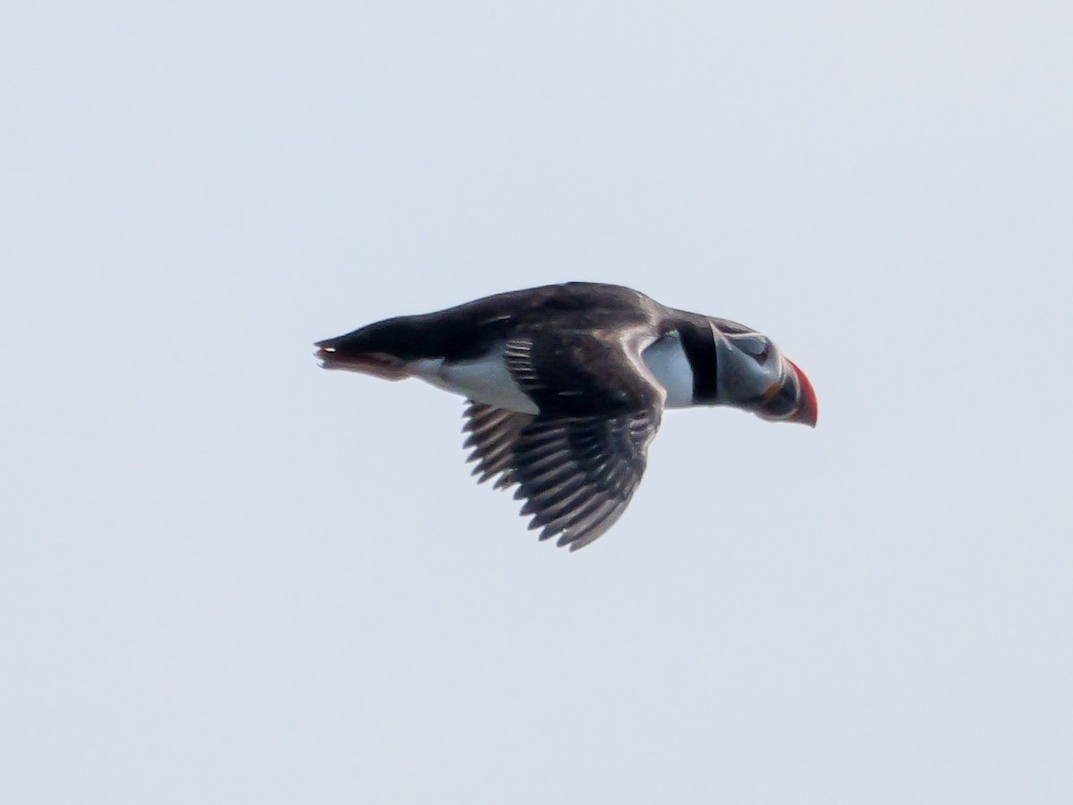 Atlantic Puffin - ML637479791